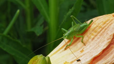 primer plano de un saltamontes verde común en la planta de jardín