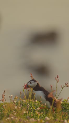 vertical atlantic puffin slow motion walking, vertical atlantic puffins bird video for social media instagram reels and tiktok on skomer island in wales, uk seabirds wildlife and nature