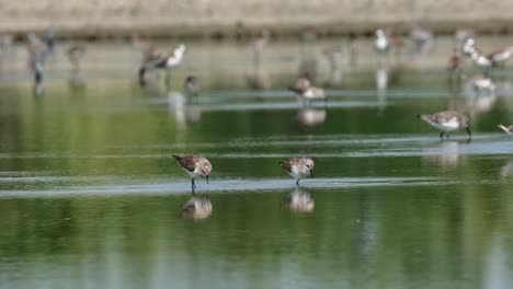 La-Cámara-Sigue-A-La-Derecha-Mientras-Estas-Aves-Playeras-Buscan-Comida-En-Una-Salina,-Calidris-Ruficollis-De-Cuello-Rojo,-Tailandia