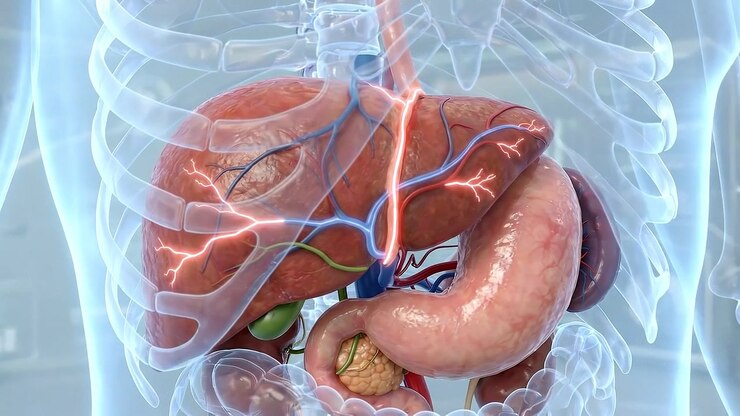 3D Medical Animation of Human Liver and Digestive System