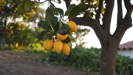 close up on a lemon tree branch with some yellow mature lemons shaking up on the wind