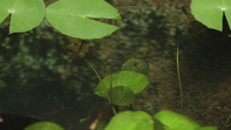 Zeitraffer-Von-Guppy-Fischen,-Die-In-Einem-Gartenteich-Schwimmen