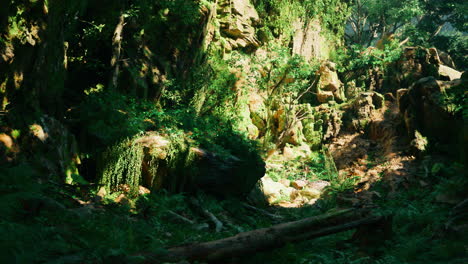 a lush green jungle with sunlight filtering through the trees