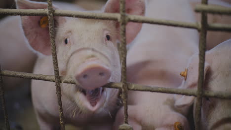 pigs in a farm pen