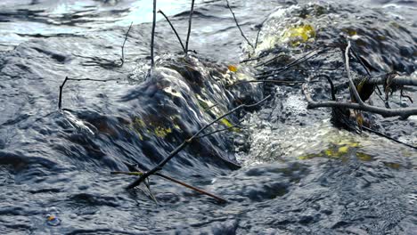 close up or close up footage of dark cold brown and yellow river water flowing in nature over some rocks, twigs and branches creating waves, foam, bubbles and white water during day, reflective water.