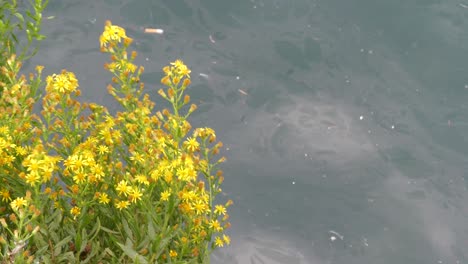 Flor-Amarilla,-Fondo-Marino-Con-Basura