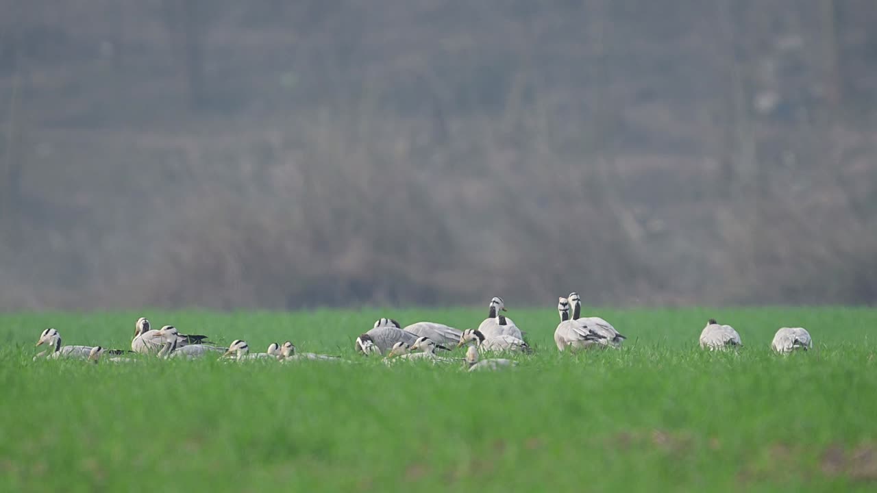 밀에서 휴식을 취하는 거위 무리