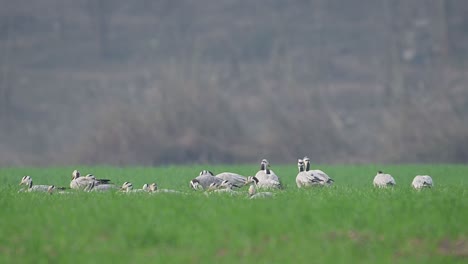 the flock of goose resting in wheat fields