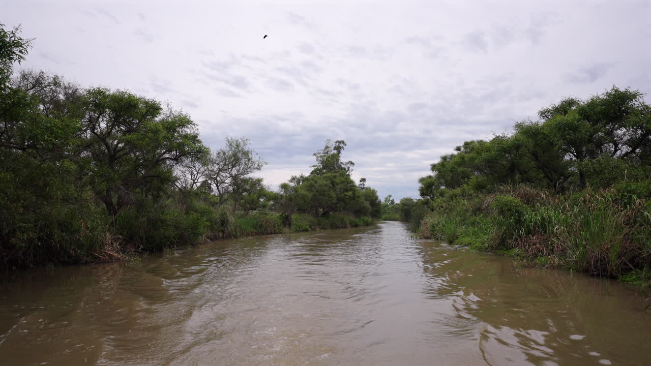 View from boat traveling narrow Delta del Paraná river in Argentina, bordered by lush riverside forest, flying birds, and thick vegetation under an overcast cloudy sky