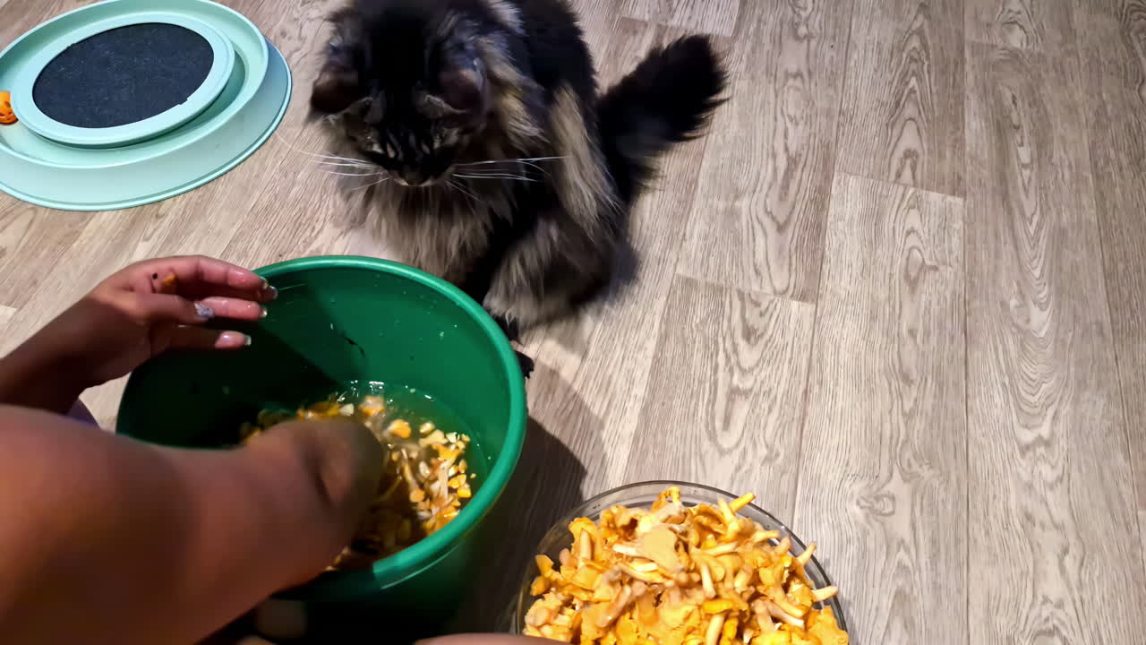 Maine Coon curiously helping with chores. Jelgava, Latvia