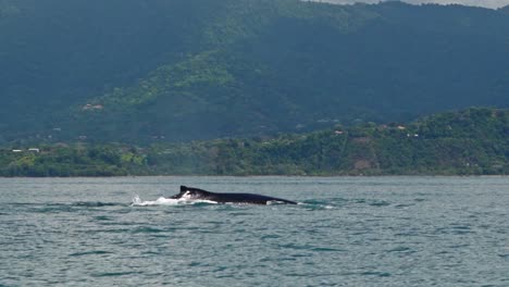 a majestic humpback whale breaks the ocean’s surface just off the coast of uvita, costa rica