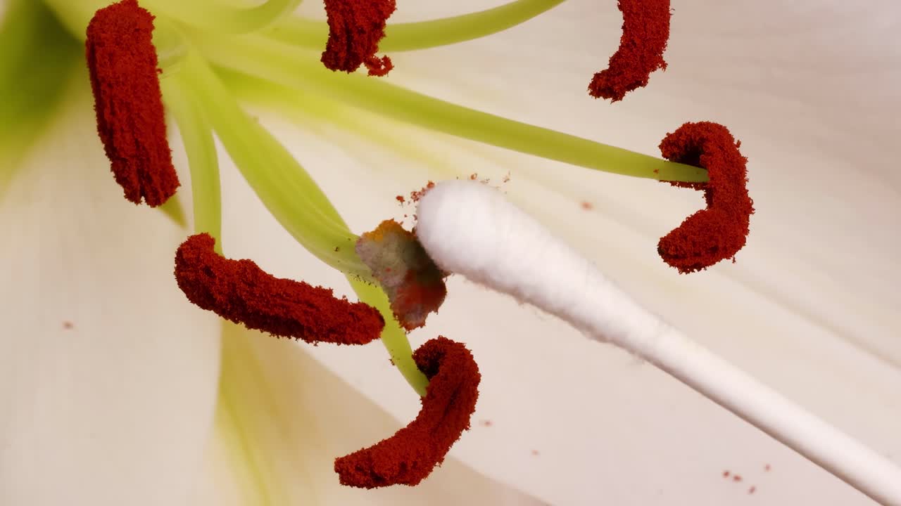 A detailed macro view of a lily flower being pollinated using a cotton swab under soft lighting