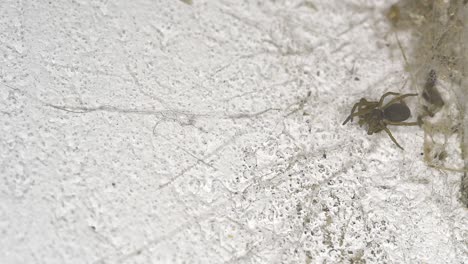 una pequeña araña de grieta del sur lleva a su presa cerca de la guarida y se apresura a entrar