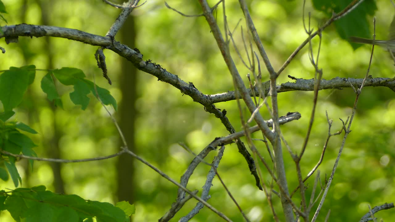 갈색 반점이 있는 새가 낙엽수 숲 한가운데 있는 죽은 가지에서 이륙한다