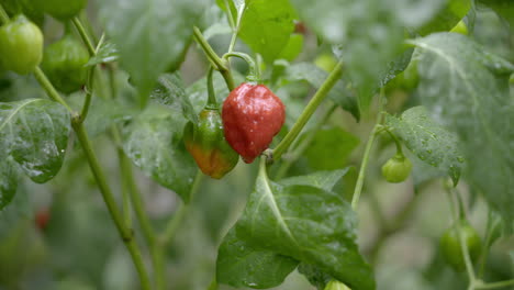 Red-and-green-peppers-in-a-plant