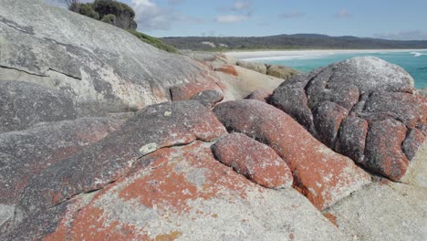 massive granite rocks with orange lichen on pristine white sand beach at sloop reef camping near taylors beach in binalong bay, tasmania