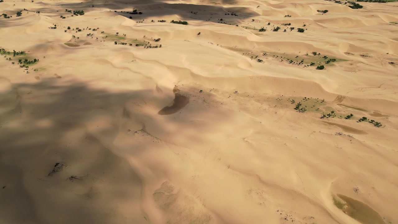 Sorvolo di dune di sabbia dorate e vegetazione rada nel deserto della Mongolia