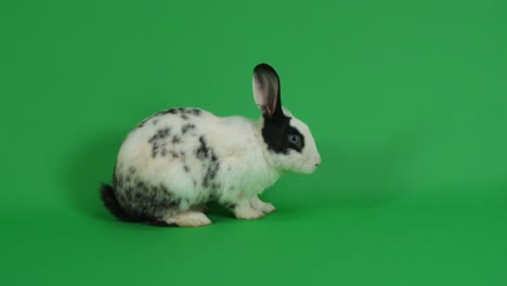 black and white spotted rabbit on green background