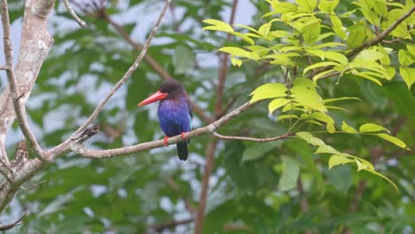 a javan kingfisher is looking for food from a tree branch