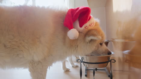 Akita-Inu-dog-wearing-a-Christmas-Santa-hat,-indulging-in-ginger-cookies-with-soft-furry-ears