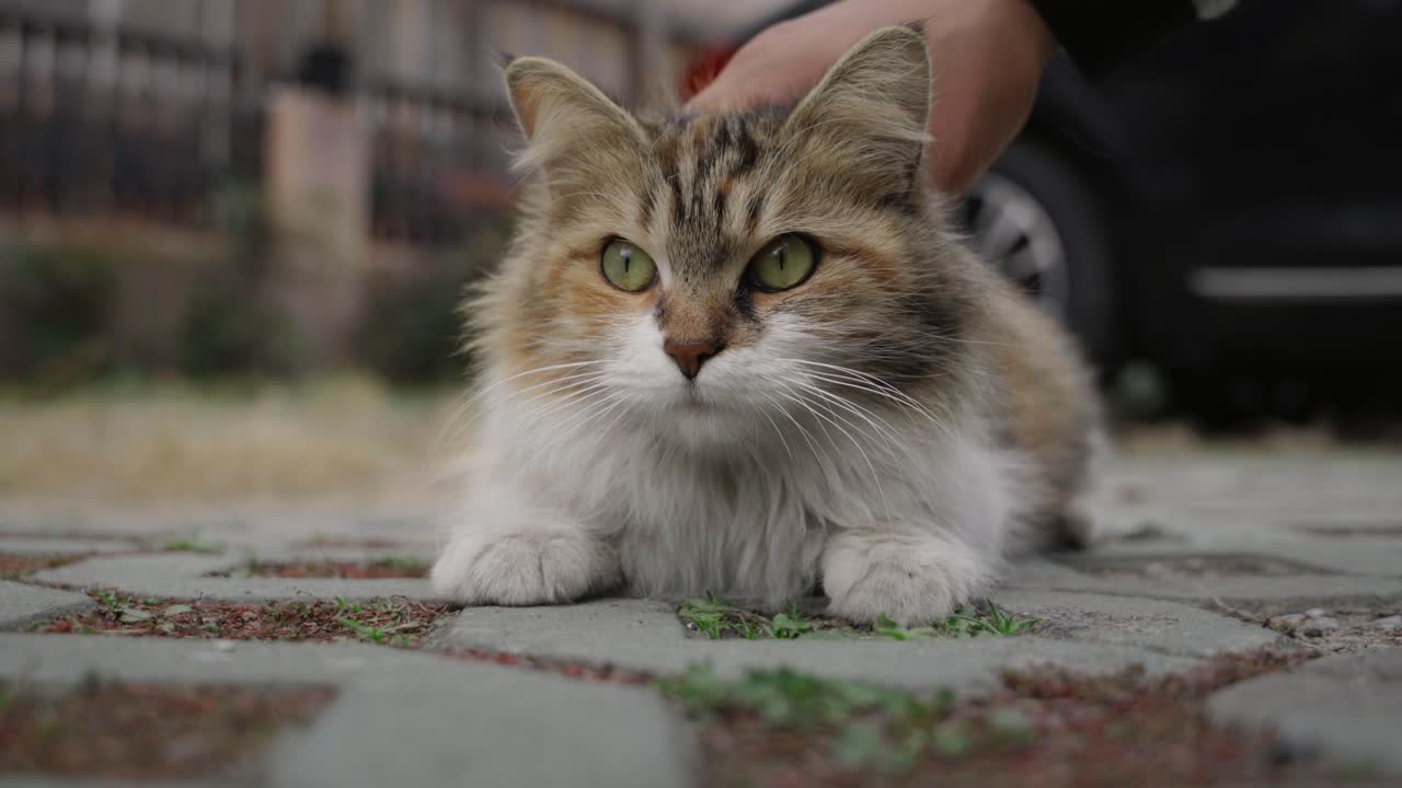 Un gatto domestico che si gode l'affetto umano.