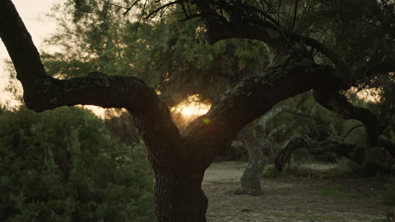 Old Trees At Sunset In A Forest Near Arcachon Bay In France. Static Shot