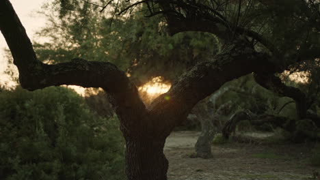 old trees at sunset in a forest near arcachon bay in france. static shot
