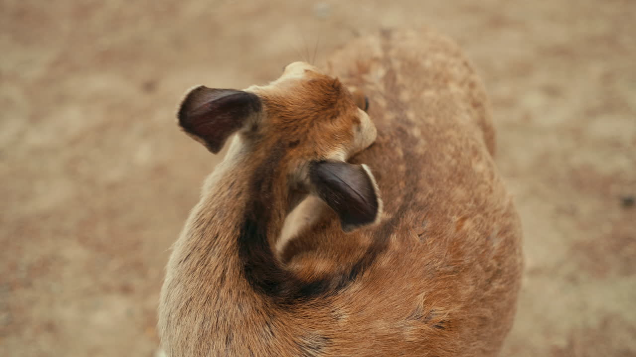 Deer Herd Grazing Peacefully – Multiple deer calmly eating leaves in a shaded area of a Japanese park, with a distant group of tourists.