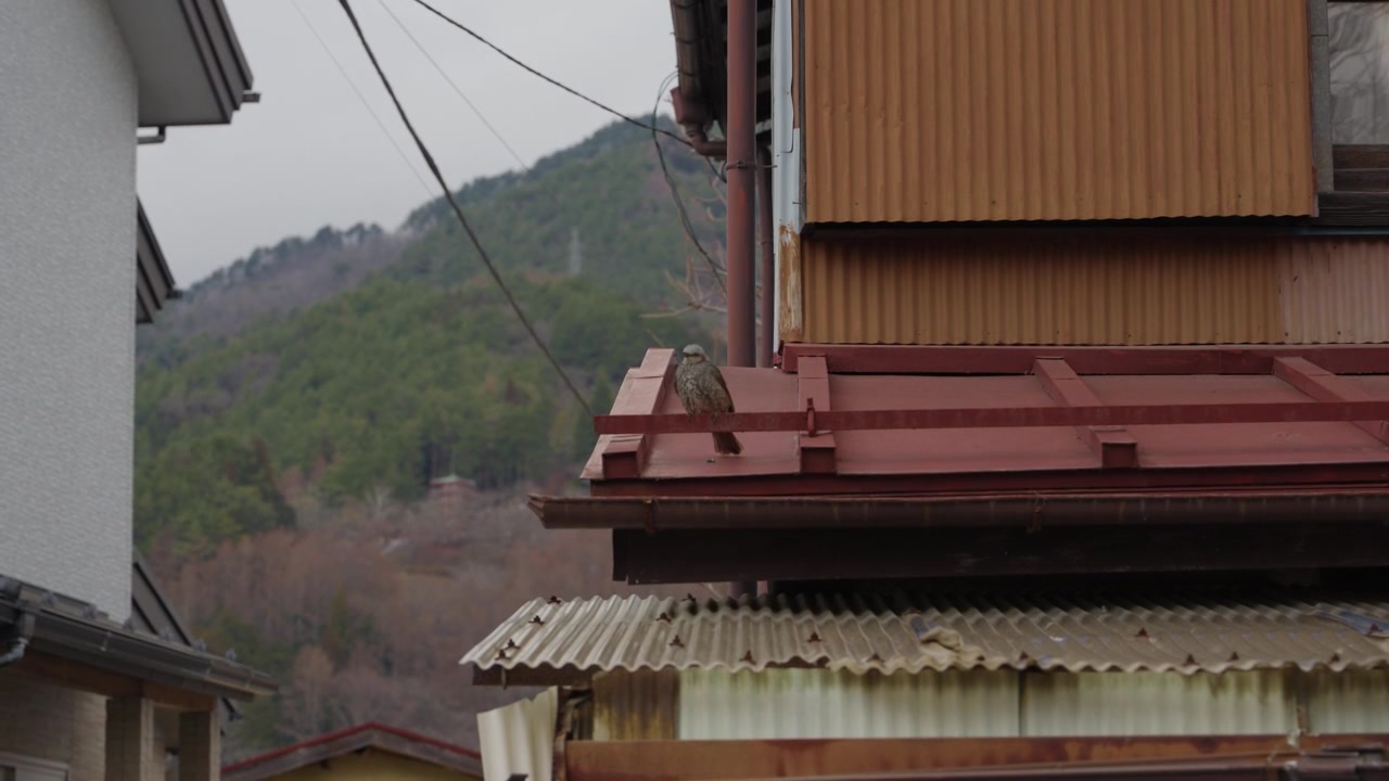 Hypsipetes amaurotis bird sitting on red metal roof of Japanese house with forested mountain behind