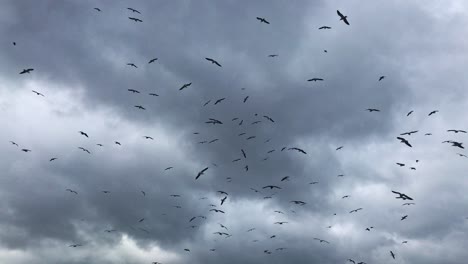 gran cantidad de gaviotas en el cielo