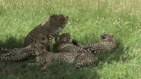 Cheetah-"the-five-brothers"-of-the-Maasai-Mara,-relaxing-together-in-the-shade-of-a-tree