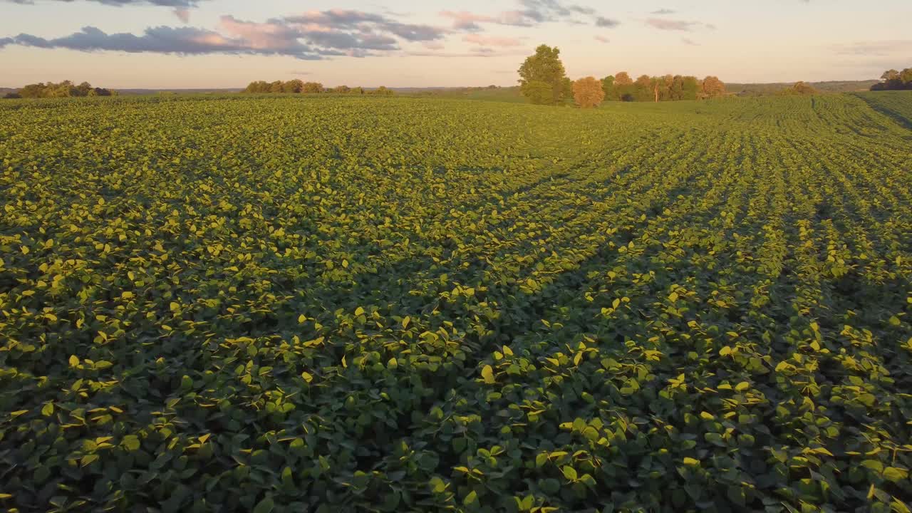 plantación de soja al sur de brasil drones al atardecer
