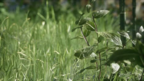 fresh green grass on the forest