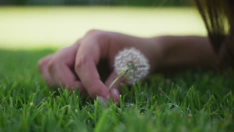 Primer-Plano-De-La-Mano-De-Una-Mujer-Caucásica-Recogiendo-Diente-De-León-De-La-Hierba-En-El-Jardín-En-Un-Día-Soleado-En-Cámara-Lenta