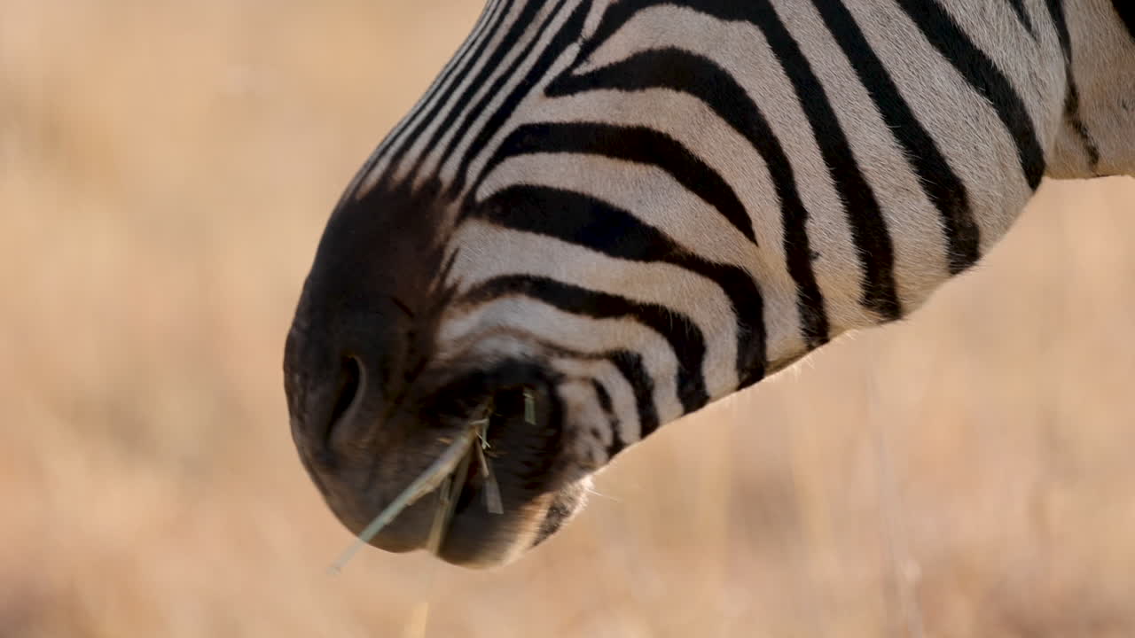 las cebras de primer plano comen hierba seca en un safari africano en invierno.