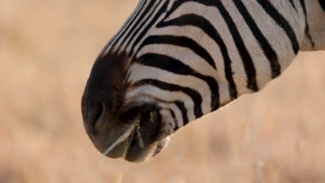 Extreme-closeup-Zebra-eat-dry-grass-on-African-Safari-in-winter