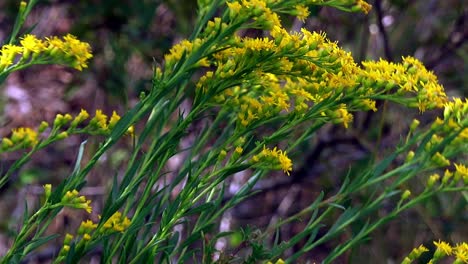 flores de vara de oro en el sol de verano y brisa fuerte