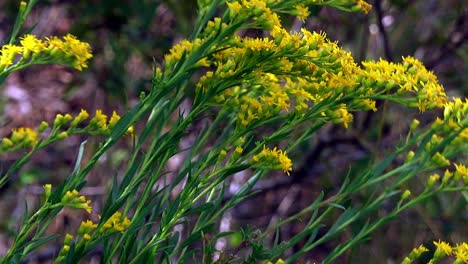 goldenrod flowers in summer sun and stiff breeze