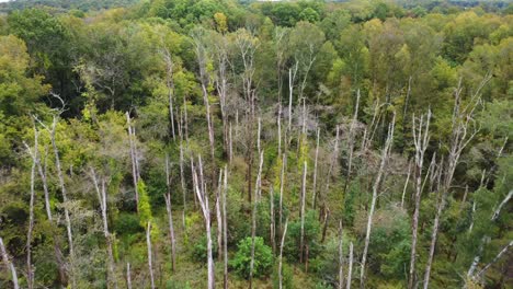 Forward-aerial-shot-of-Dead-oak-trees-Oak