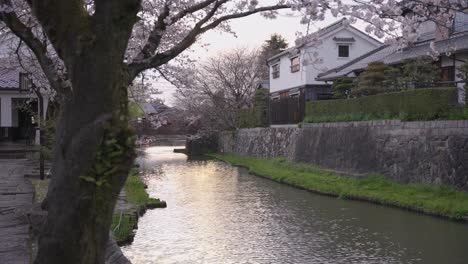 Spring-in-Omihachiman,-Shiga-Japan