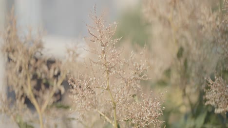 dried beige flowers