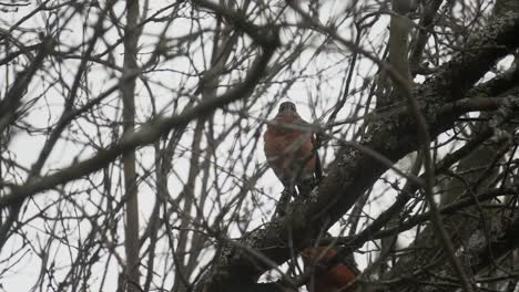 canadian robin's sitting in a blossom tree during winter in british columbia