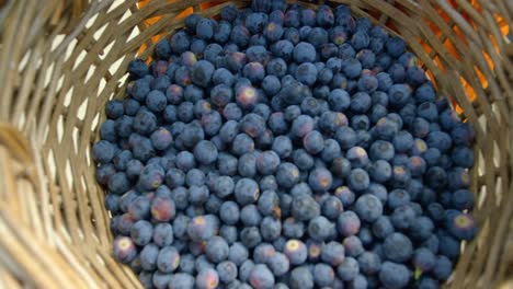 Worker-holding-blueberries-in-basket-4k