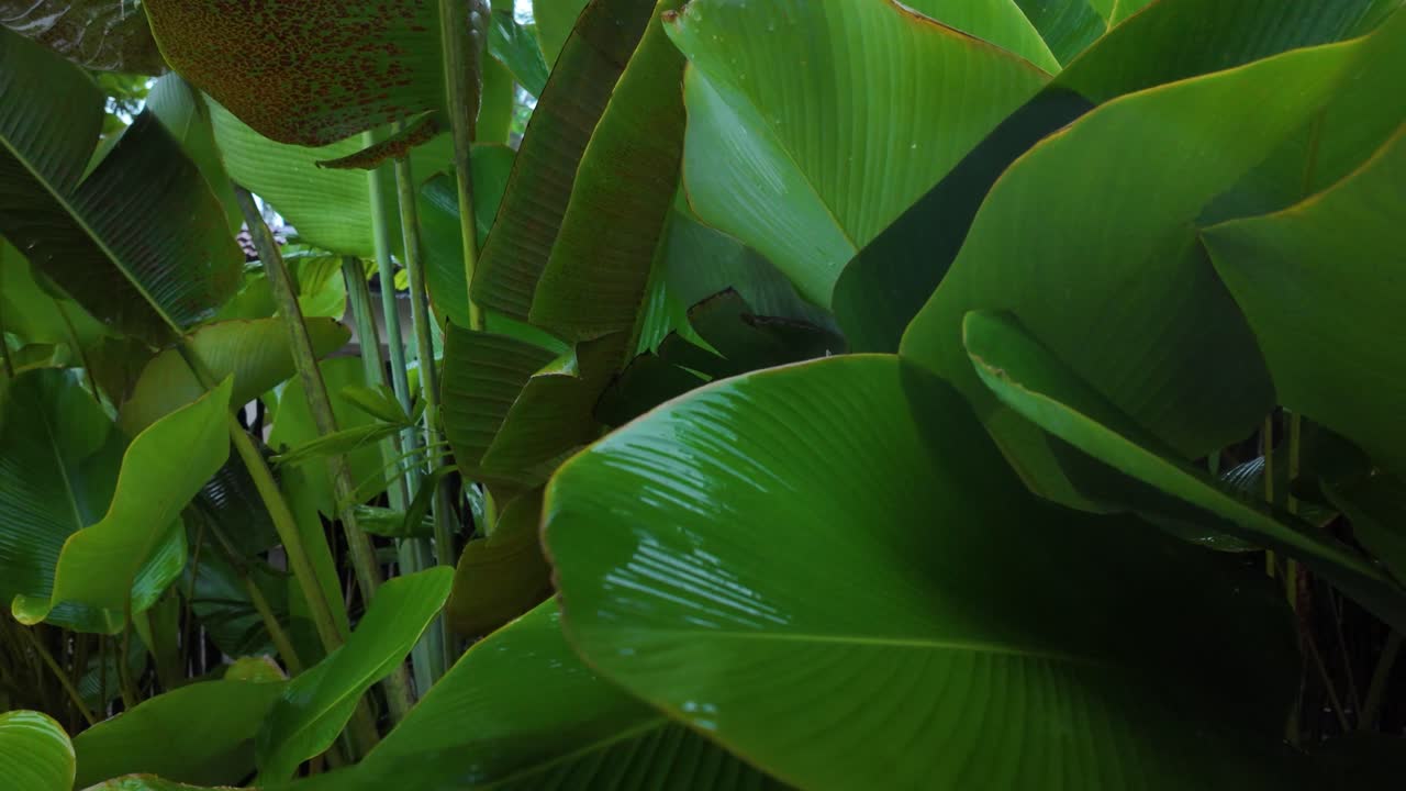 Rainy season Raindrops nature humid forest tropical plant fauna up-close