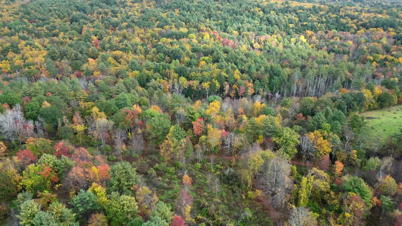 vista aérea panorámica sobre los bosques del oeste de massachusetts en el colorido follaje de otoño