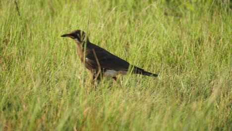 Black-Pied-Starling-Bird-Forages-and-Hops-in-Grass,-South-Africa,-Follow-Shot