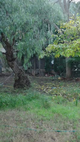 garden with trees and sprinkler system