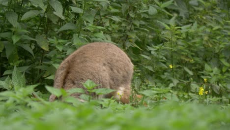 Tracking-shot-of-a-moving-yellow-footed-rock-wallaby-