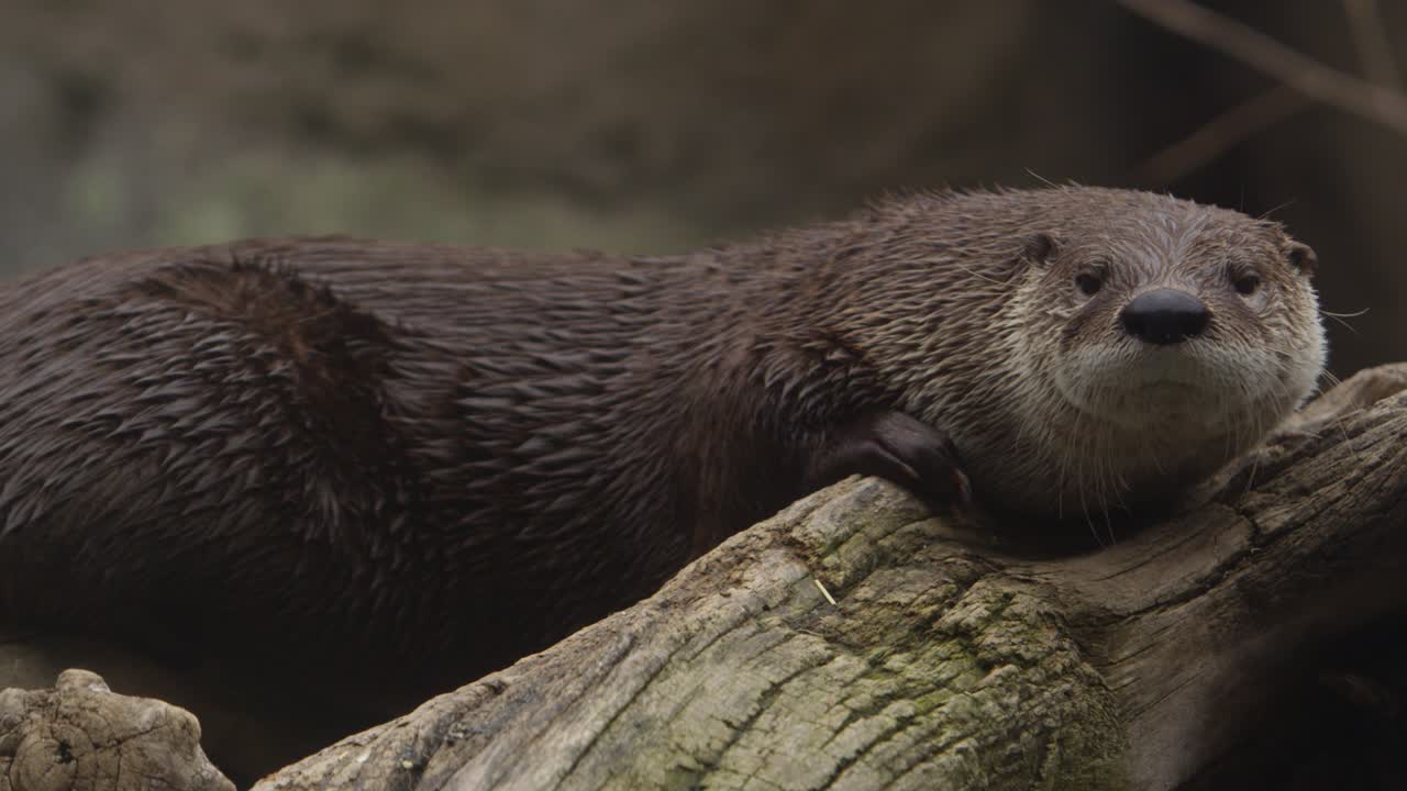mirada épica en cámara lenta de la nutria de río