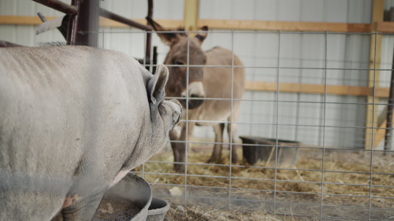 A large boar and donkey in the farmer's stable. Boar eats food from the trough